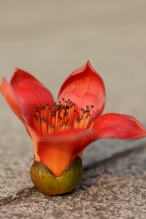 Vibrant red flower bloomの写真素材