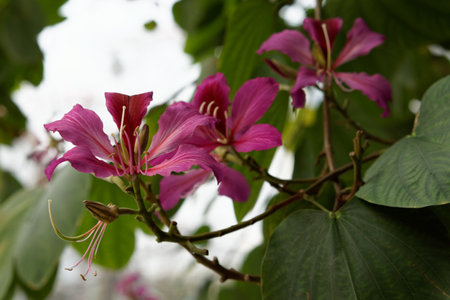 Pink magnolia blossoms bloom with floral beauty in a spring gardenの写真素材
