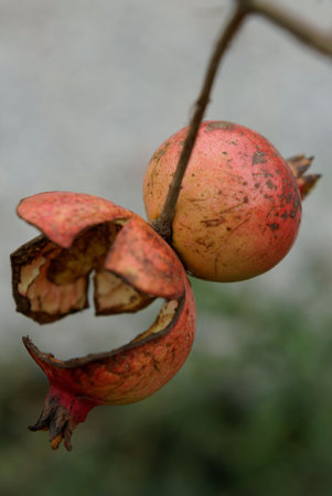 Ripe red pomegranate fruit hangs from a branchの写真素材