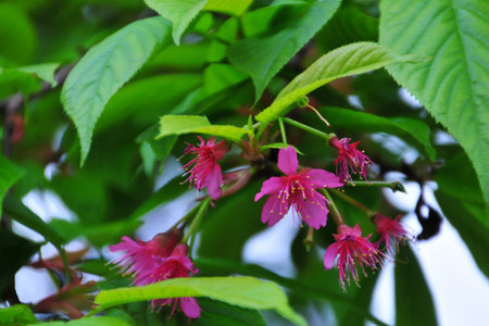 A butterfly rests on a pink flower in a spring garden's closeup bloomの写真素材