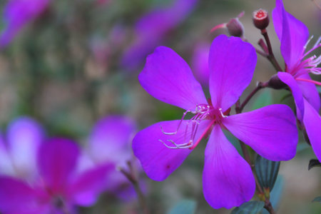 Purple and violet flowers blooming in a garden  nature and vibrant petalsの写真素材