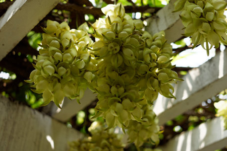 Yellow flowers blooming on a fence in the garden surrounded by plants and treesの写真素材