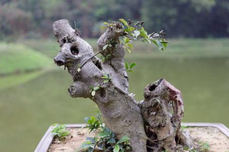 Ancient bonsai tree guard the park's water fountainの写真素材