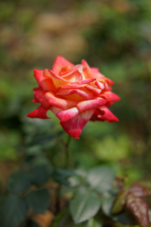 Red rose in the gardenの写真素材