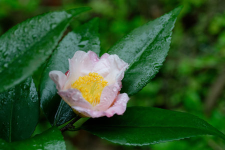 Wet pink petals bloom with water drops, a macro view of nature's floral beautyの写真素材