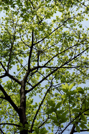 Bright green leaves and branches frame a blue skyの写真素材