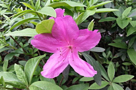Violet pink blooms in a summer gardenの写真素材