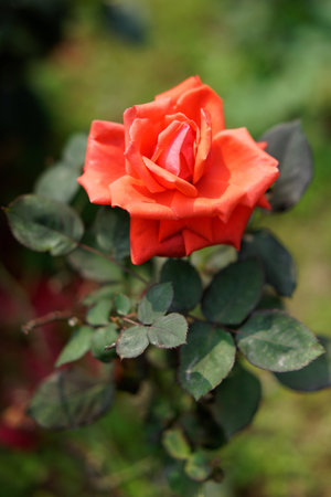 A red rose bloom unveils its petals, a floral beauty in the summer gardenの写真素材