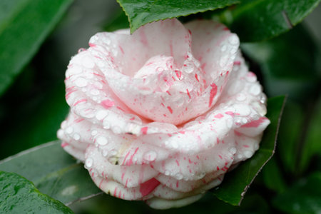 A single pink rose bloom with dew drops captures the garden's summer beautyの写真素材