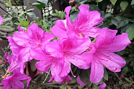 A close-up of pink and violet petals bloom in a summer garden's floral beautyの写真素材