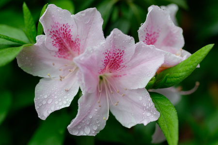 Close-up of a beautiful pink flower in bloom with petals and leavesの写真素材