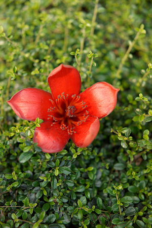 A vibrant red and yellow flower blooms in the summer garden, a close-up of nature's colourful flower
