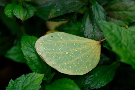 Fresh green leaf glistening with dew drops after a spring rainの写真素材