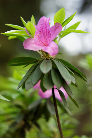 A macro closeup of a pink and white bloom reveals its delicate petal beautyの写真素材