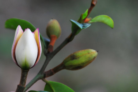 A macro closeup of tree flowers and green leaves on a spring branch shows the delicate buds of future fruitの写真素材