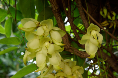 Tropical flowers bloom amidst the garden's lush leavesの写真素材