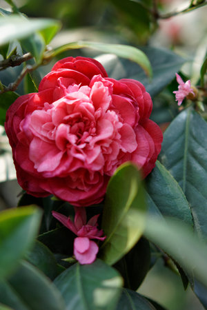 Beautiful bouquet of red roses with pink petals in a gardenの写真素材