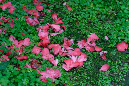 Pink Flowers Blooming in a Colourful Gardenの写真素材