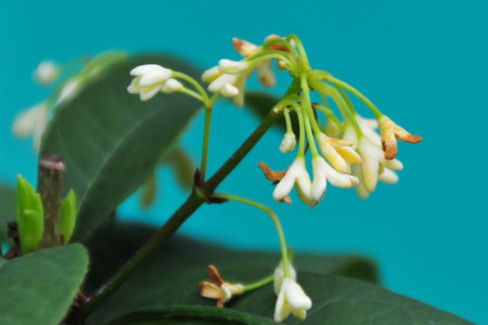 Close-up of blooming flowers in a vibrant spring garden with yellow, pink, and white petals, showcasing the beauty of nature and fresh leavesの写真素材