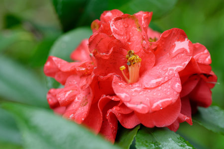 A red rose bloom with dew, a summer gift of nature's floral beautyの写真素材