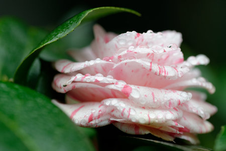 Dew-kissed red and pink rose petals bloom with a romantic beauty of summer garden flora.の写真素材