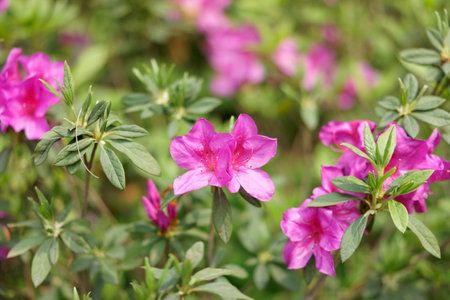 Vibrant pink blossoms bloom, a closeup of summer's floral beautyの写真素材