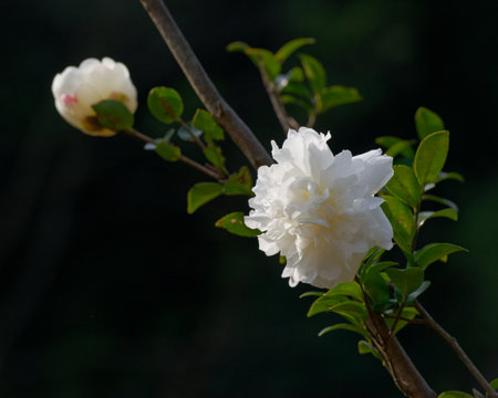 Delicate white and pink rose blossoms bloom in a lush spring garden, their petals a soft contrast of white and pinkの写真素材