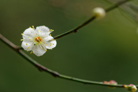A macro closeup of pink and white blossoms bloom on a spring branch, revealing the floral beauty of natureの写真素材