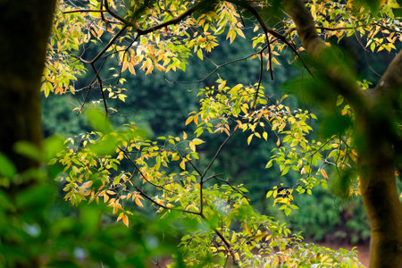 Autumn's yellow and orange leaves on trees frame a blue sky, blending spring's green with fall's foliageの写真素材