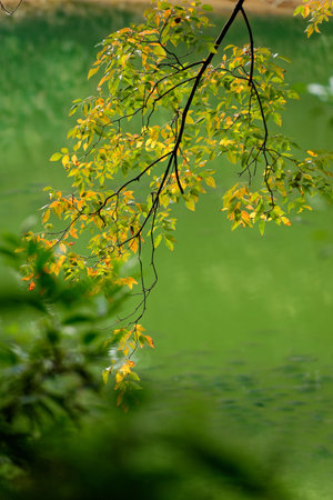 Autumn leaves floating on water in a peaceful forest settingの写真素材