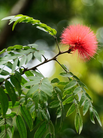 A red flower blooms in a summer garden, its delicate petals a closeup of nature's floral beautyの写真素材