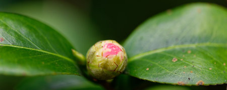 A fresh pink lotus flower bud blooms amidst green leaves in the gardenの写真素材