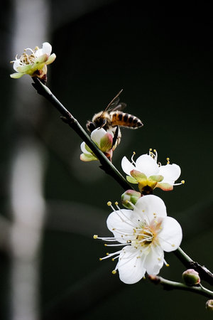 A bee visits cherry blossoms on a white-flowered spring branchの写真素材