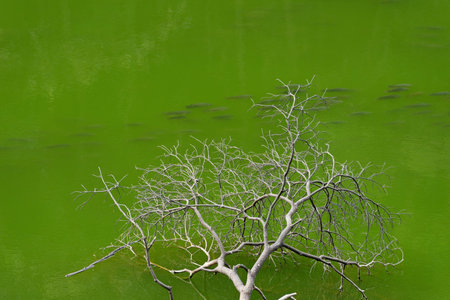 Fresh green foliage of tree branches and leaves against a white background captures the essence of spring growthの写真素材