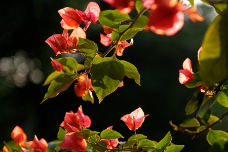 Red rose bush blooms with yellow flowers amidst colorful leavesの写真素材