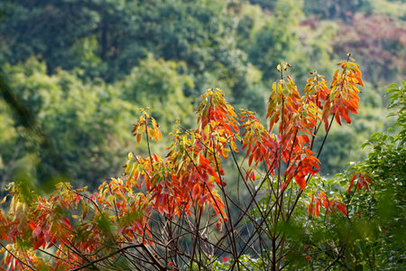 Red poppies and vibrant flowers blooming in a sunny meadow with a blue skyの写真素材