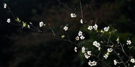 A white butterfly rests on a blooming branch, a macro glimpse of spring's wild beautyの写真素材