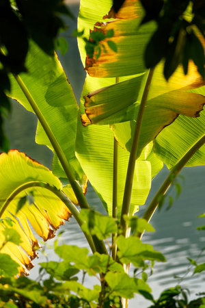 Bright green leaves, a fresh spring foliage, float in sunlit waterの写真素材