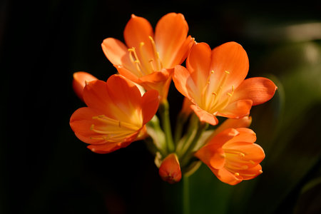 Red and yellow Clivia flower with a red-orangeの写真素材