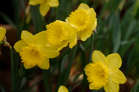 Orange and yellow flower in bloom on a black background with petals closeupの写真素材
