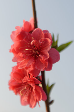 Red and white floral blossoms bloom with vibrant colourの写真素材