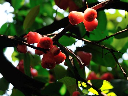 Apple on a nature's branch, a sweet summer fruitの写真素材