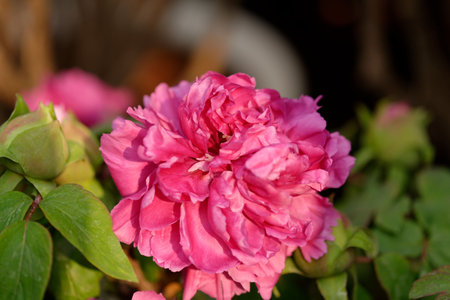 Pink Hydrangea, Rose, and Peony Bouquet in Bloom peony flowerの写真素材