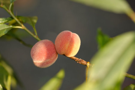 Ripe peaches hanging on a tree branch in a garden during autumnの写真素材