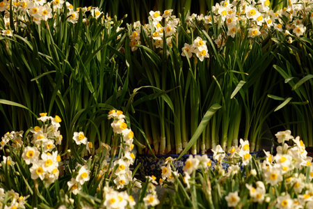 Bright daffodils blooming in a spring gardenの写真素材