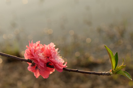 Bee on a pink flower in a beautiful garden during springの写真素材