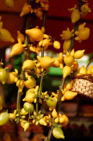 Bright yellow orchid blossoms bloom in a macro closeup against a green nature backgroundの写真素材