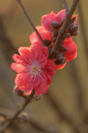 Pink cherry blossom flower blooming in the gardenの写真素材