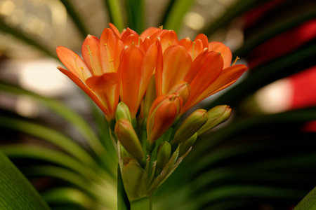 Orange flower blooming in the garden with vibrant petals by natureの写真素材