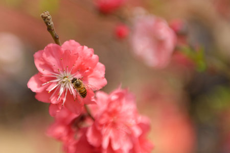 Pink floral cherry blossomsの写真素材